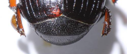 Margarinotus carbonarius carbonarius